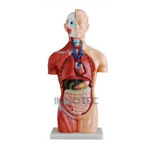 MÔ HÌNH CƠ THỂ NGƯỜI LỚP 2 THEO THÔNG TƯ 43/2020/TT-BGDĐT - Hình ảnh 7