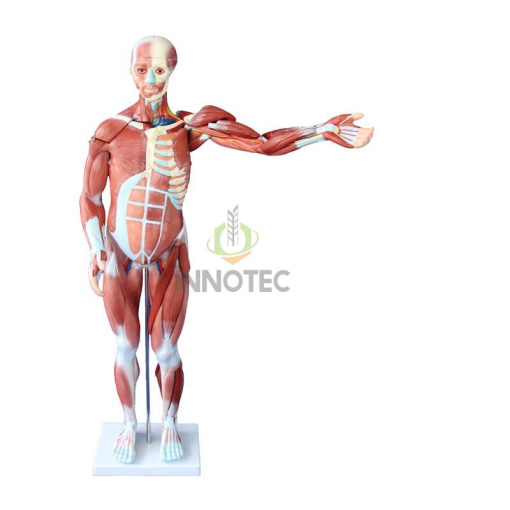 MÔ HÌNH CƠ THỂ NGƯỜI LỚP 2 THEO THÔNG TƯ 43/2020/TT-BGDĐT