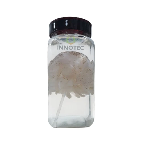 Mẫu động vật ngâm - Mẫu Sứa ngâm ( Theo Thông tư 44/2020 TT/BGDĐT )